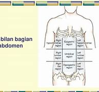 Stomach Artinya Dalam Bahasa Indonesia